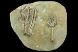 Two Crinoids With Starfish - Crawfordsville, Indiana (reduced price) #69535-1